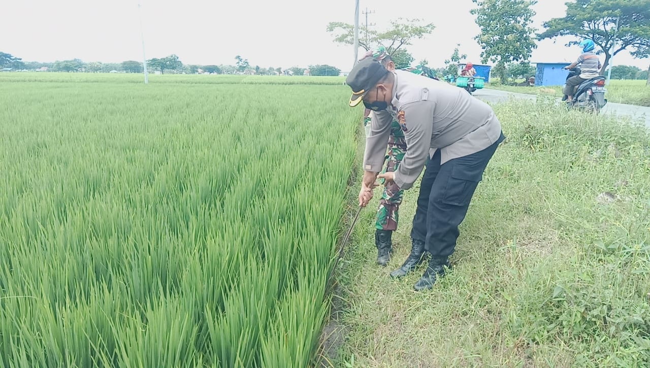 Anggota Polsek Sambungmacan olah TKP pencurian padi siap panen di Desa Toyogo, Sambungmacan. (Ahmad Khairudin/Radar Solo)