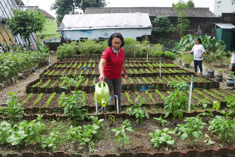 MENYIRAM: Upaya ketahanan pangan yang dilakukan salah satu kelompok tani di Kota Solo.