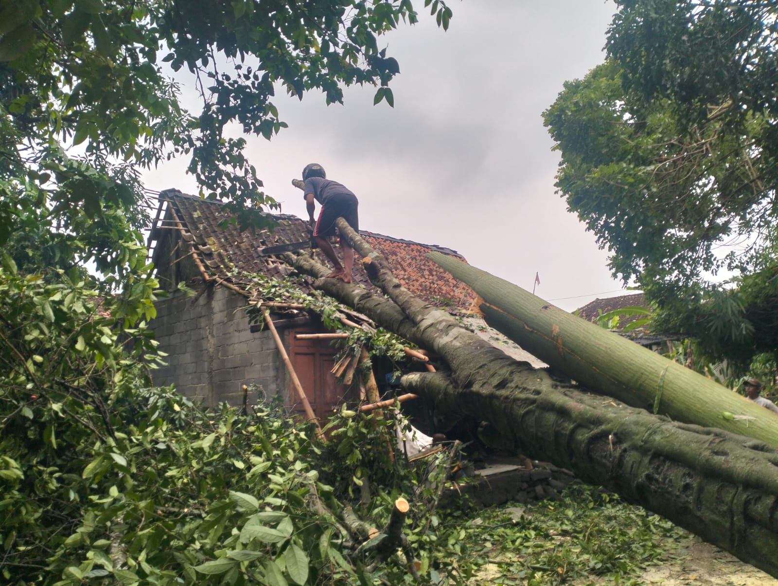 Pohon tumbang menimpa rumah warga di Kecamatan Manisrenggo, Klaten, Sabtu (31/1/2026).