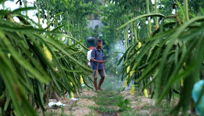 Kelompok Petani Buah Naga Banyuwangi atau Panaba.