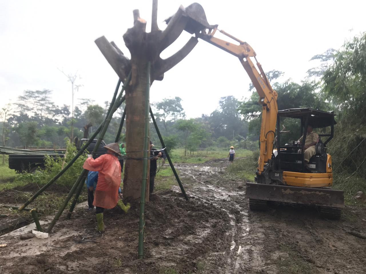 Pohon flamboyan berbobot 4 ton yang kini ditanam di TPU Waru, Mojosongo, Boyolali.