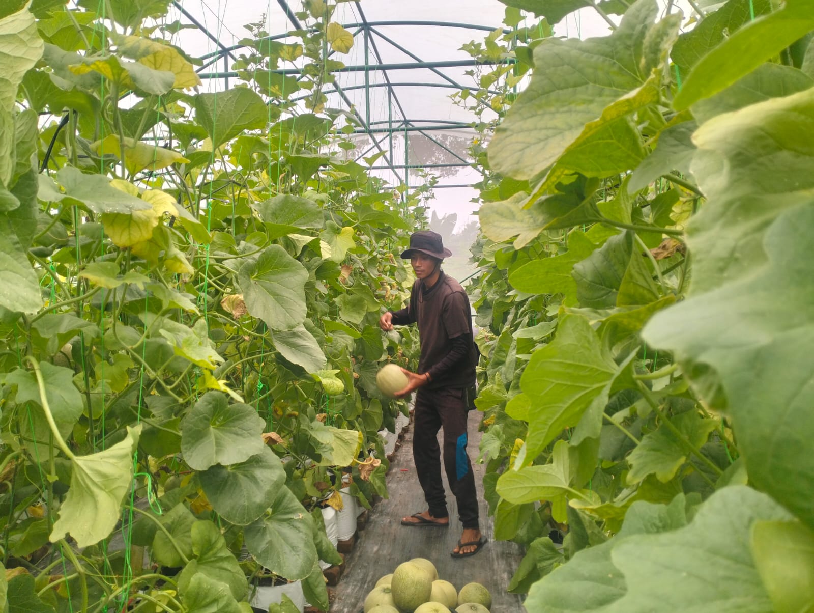 Kegiatan panen buah melon untuk diambil bijinya yang dibudidayakan di greenhouse Desa Demakijo, Kecamatan Karangnongko, Kabupaten Klaten.
