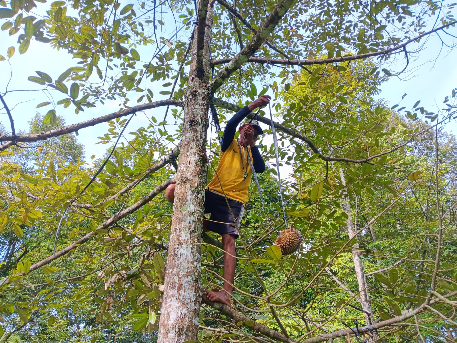 Petani durian Desa Randulanang, Kecamatan Jatinom, Klaten mulai memanen buah durian untuk gelaran Festival Durian 2026.