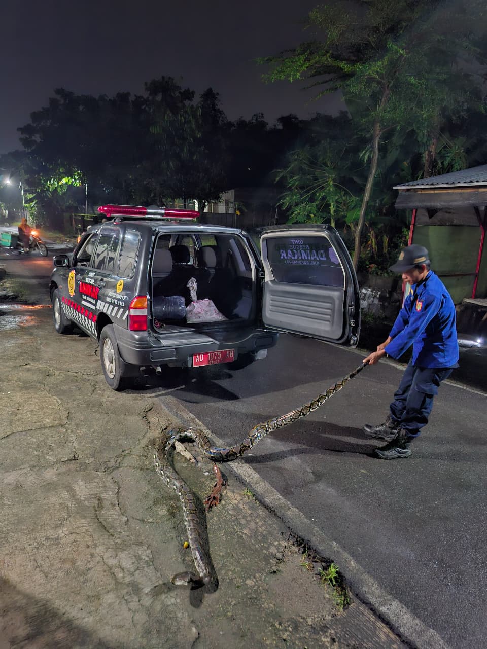 Petugas Damkar Satpol PP Sukoharjo evakuasi ular piton besar, Minggu dini hari (8/2).