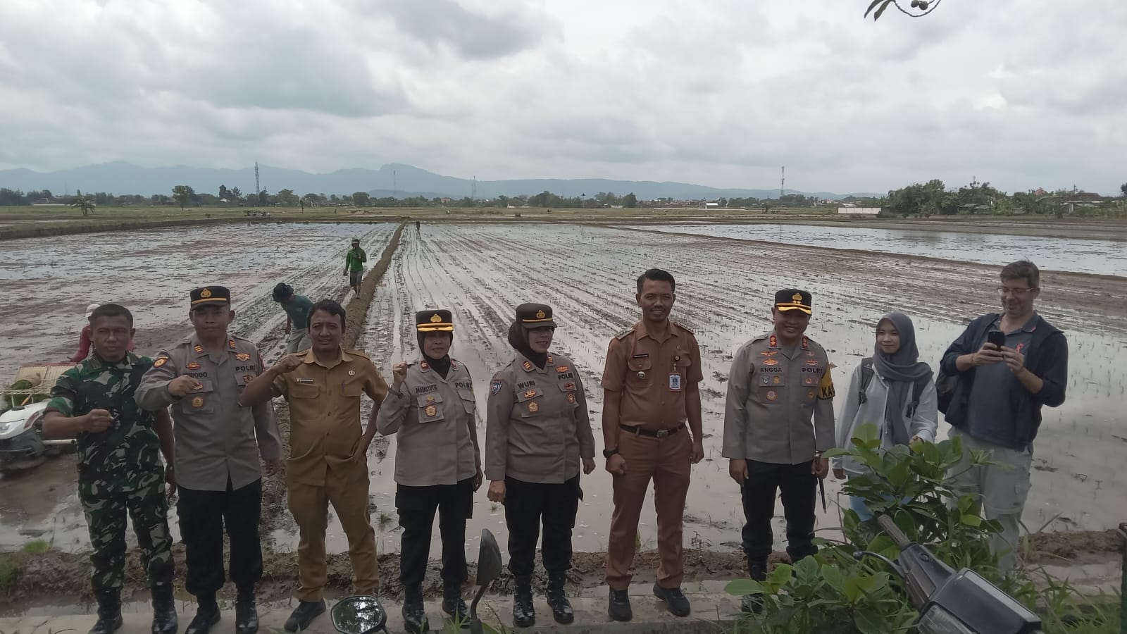 Penanaman beras varietas Japonika di Desa Mulur, Kecamatan Bendosari, Sukoharjo, belum lama ini.