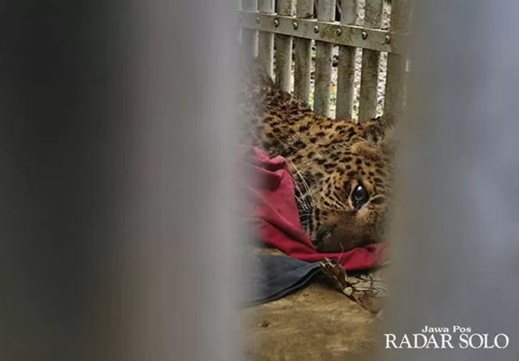 Ilustasi macan tutul. (Arief Budiman/Radar Solo)