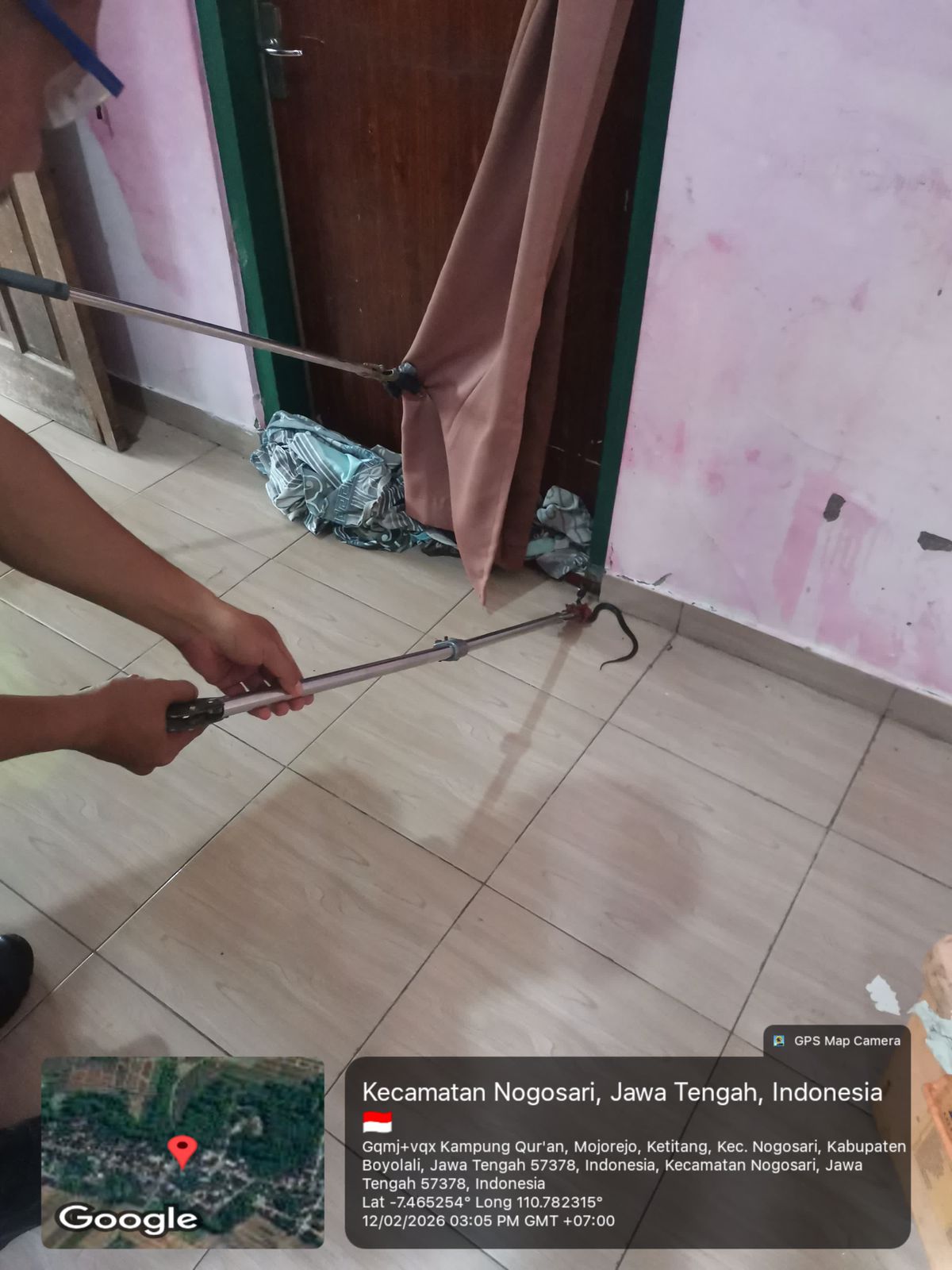 Evakuasi ular kobra di Kecamatan Nogosari oleh tim Damkar Boyolali.
