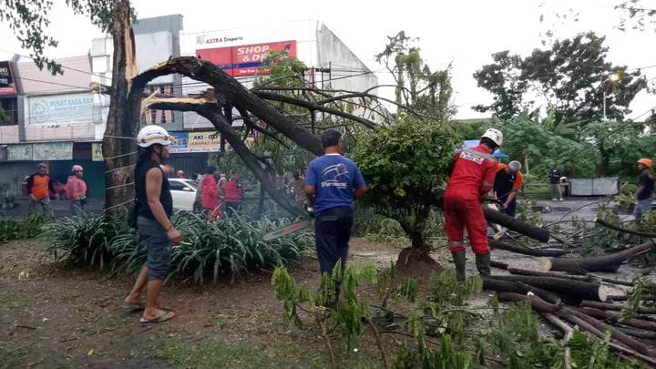 Evakuasi pohon tumbang di sejumlah wilayah di Sukoharjo, Minggu (15/2/2025).