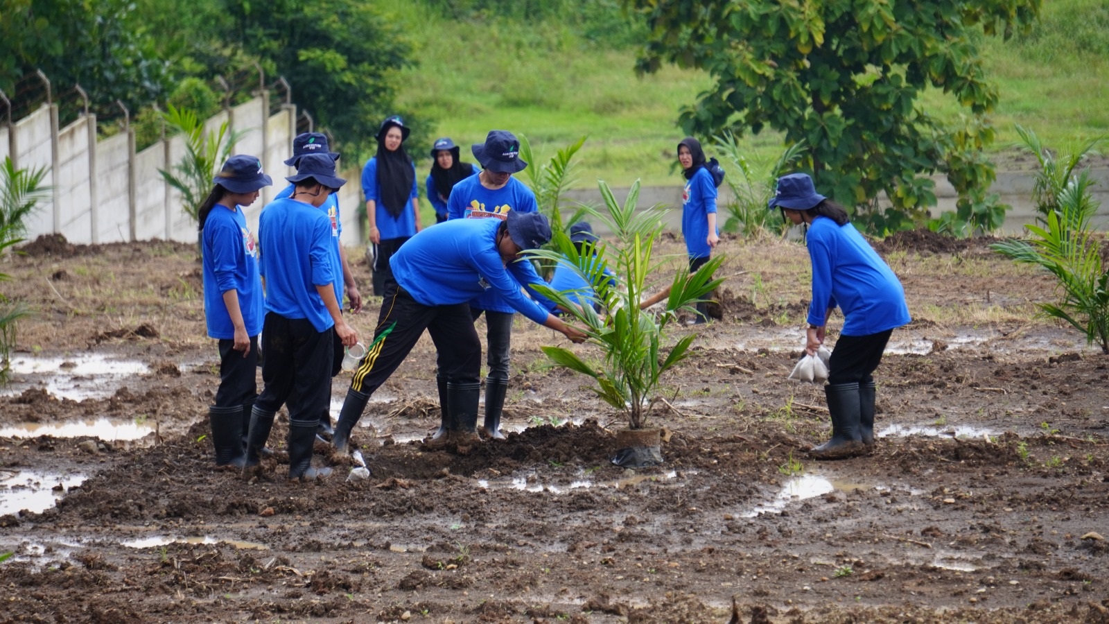 Penanaman bibit kelapa sawit di Dusun Ngrancang, Desa Plesungan, Kecamatan Gondangrejo, Karanganyar, Kamis (12/2).