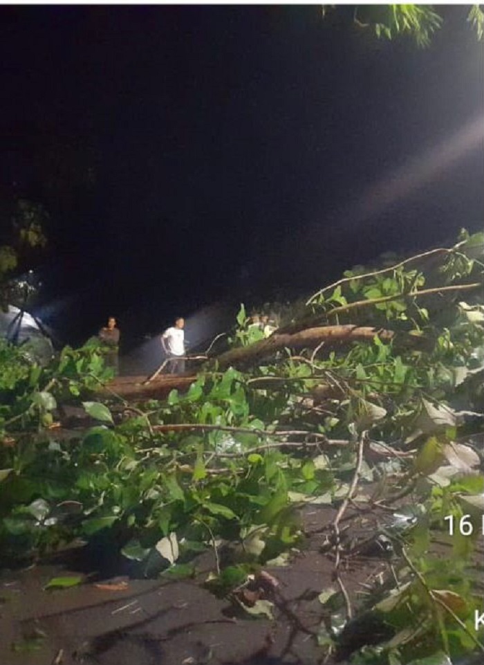 Pohon jati tumbang dan menutup akses antara Kecamatan Simo dan Kecamatan Klego , Boyolali, Senin (16/2/2026) malam.