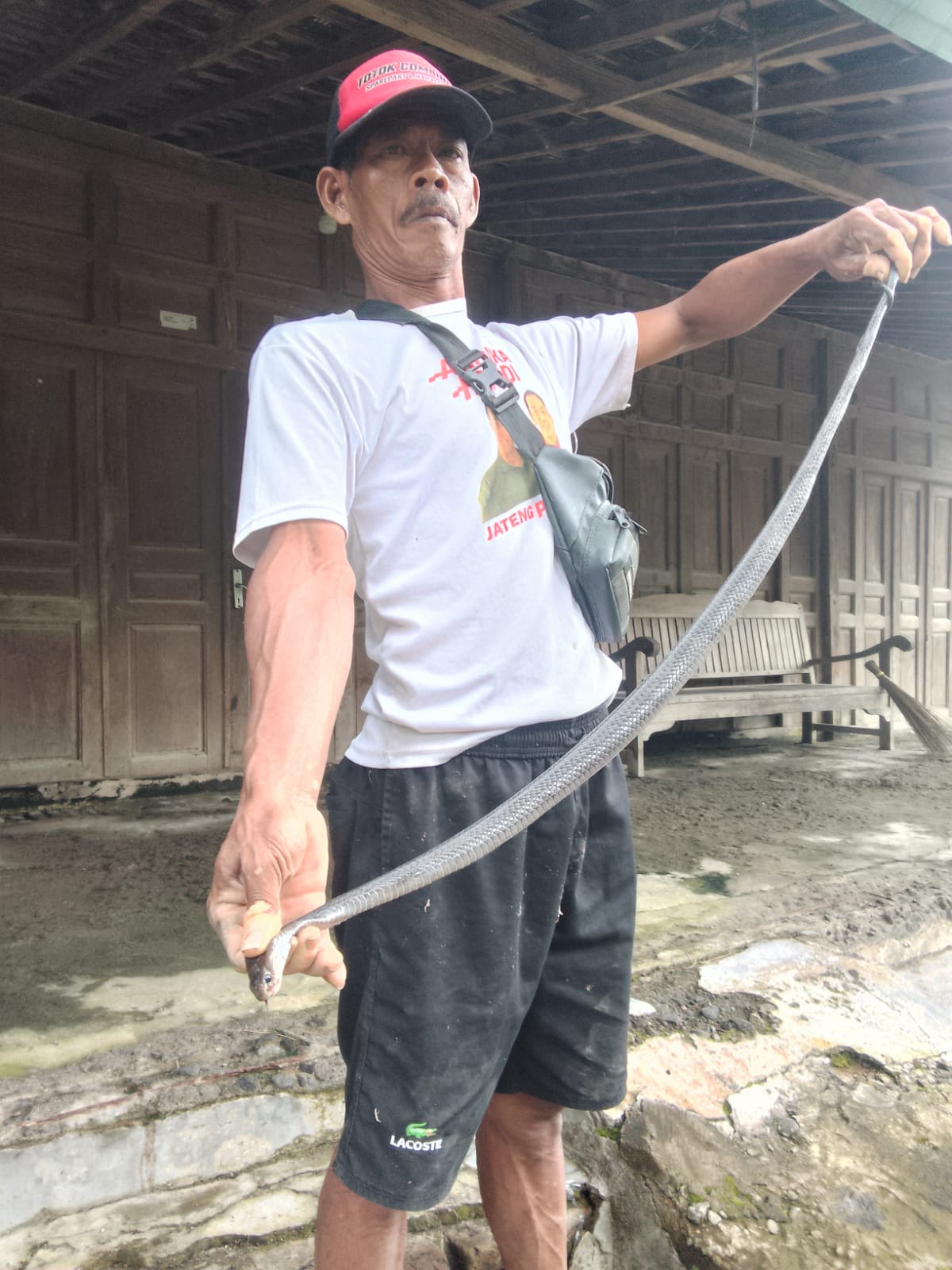 Evakuasi ular kobra jawa di Kecamatan Cawas, Klaten