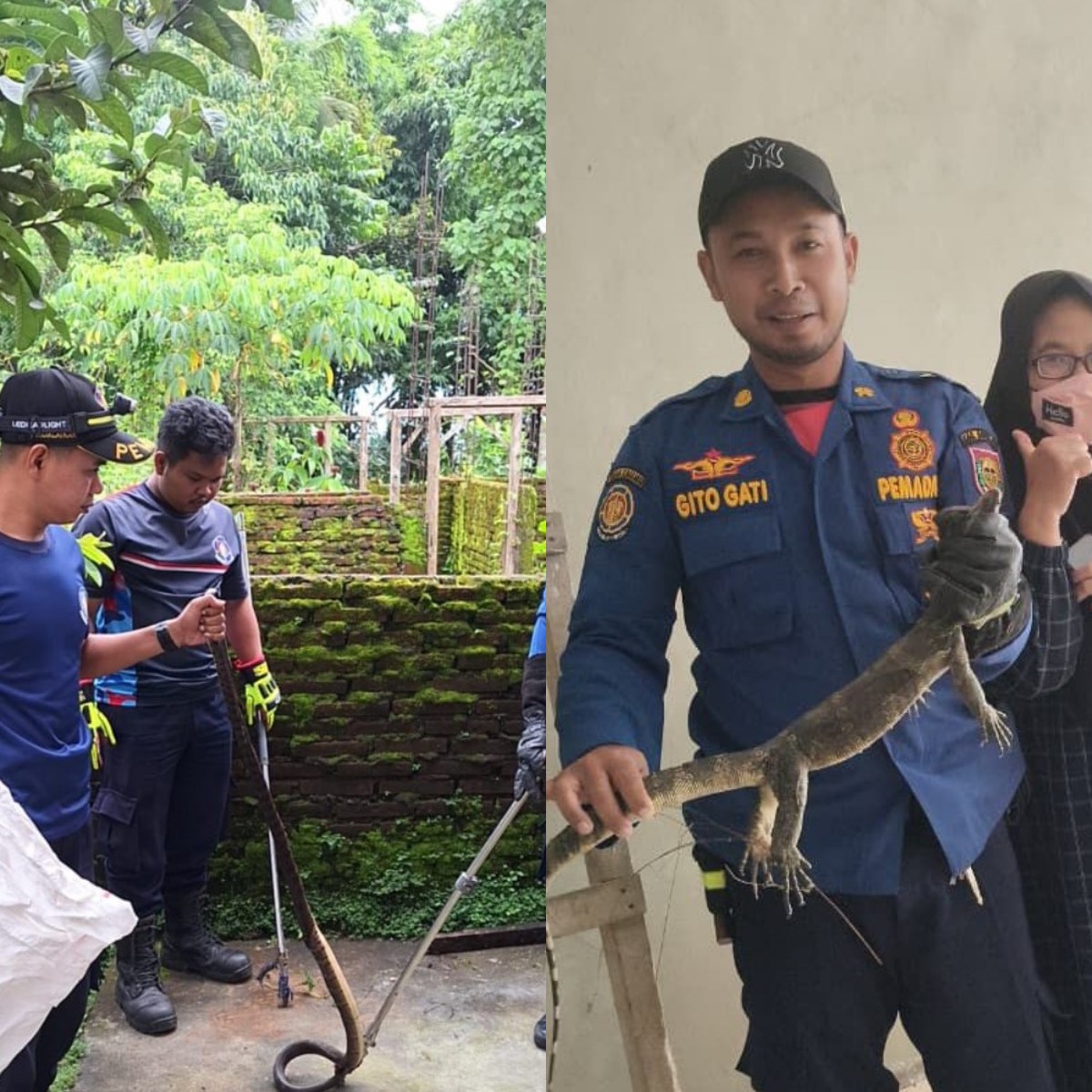 Evakuasi ular koros dan biawak oleh personel Damkar Boyolali.