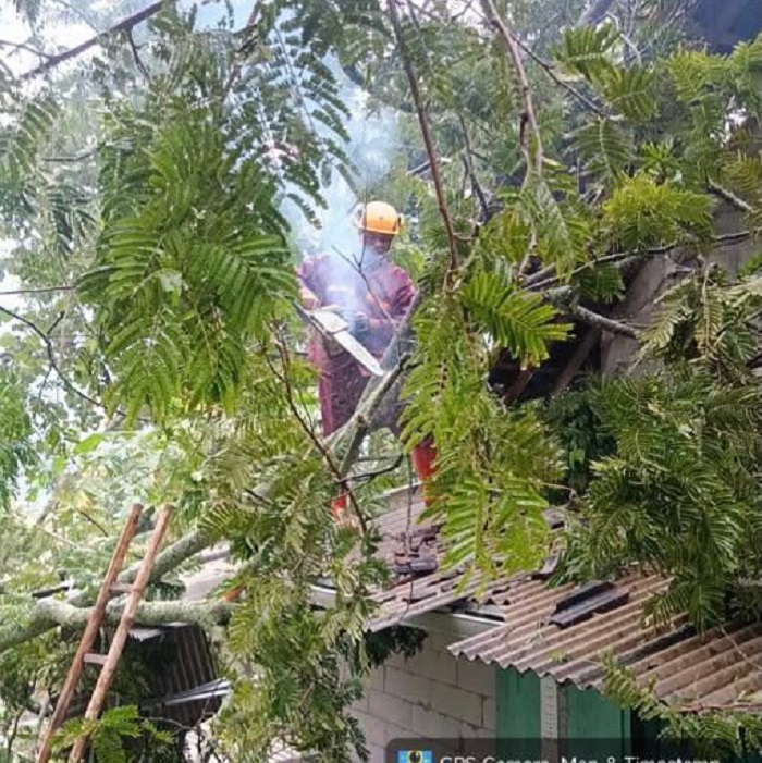 Tim reaksi cepat BPBD Boyolali pangkas dahan pohon tumbang dan menimpa rumah warga, Sabtu (28/2/2026).