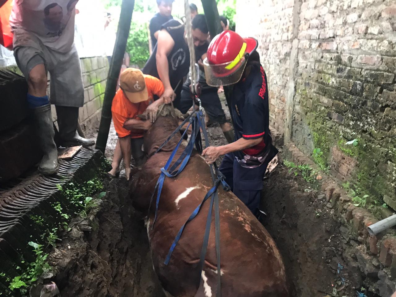 Evakuasi sapi dari saluran pembuangan air sedalam 2,5 meter di Desa Karangnongko, Kecamatan Mojosongo, Kabupaten Boyolali, Senin (2/3/2026).