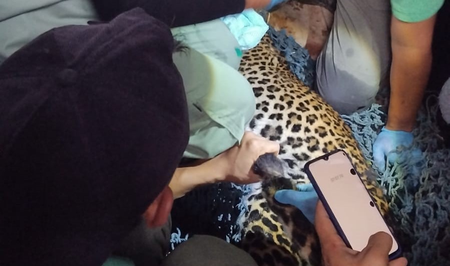 Macan tutul Jawa yang berhasil dievakuasi dari Dusun Sendang, Desa Sepanjang, Kecamatan Tawangmangu, Karanganyar, Selasa (3/3/2026). (Rudi Hartono/Radar Solo)