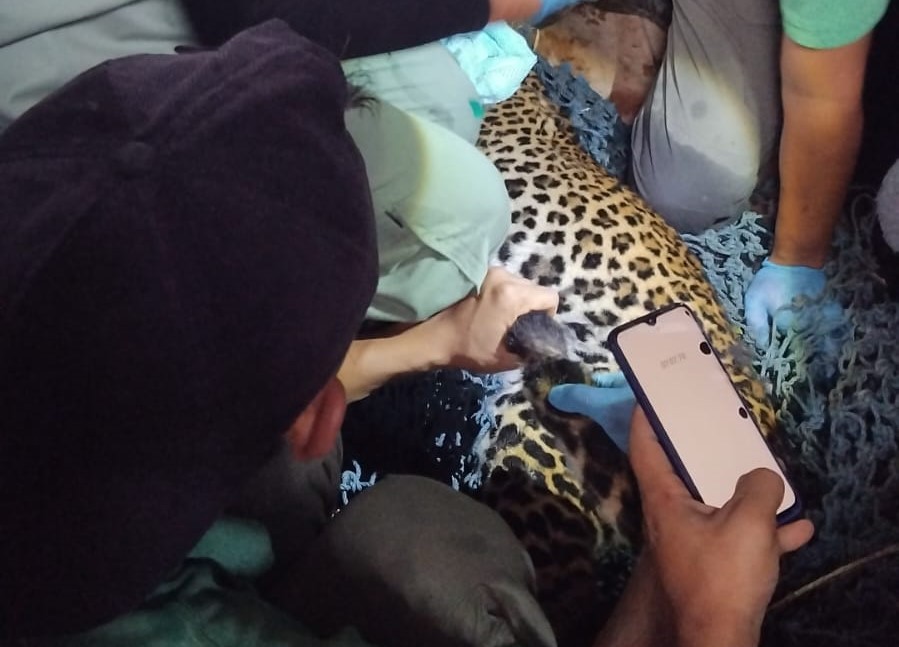 Salah satu macan telah diamankan di Jatiyoso dan dibawa ke Solo Safari. (Dok BKSDA)