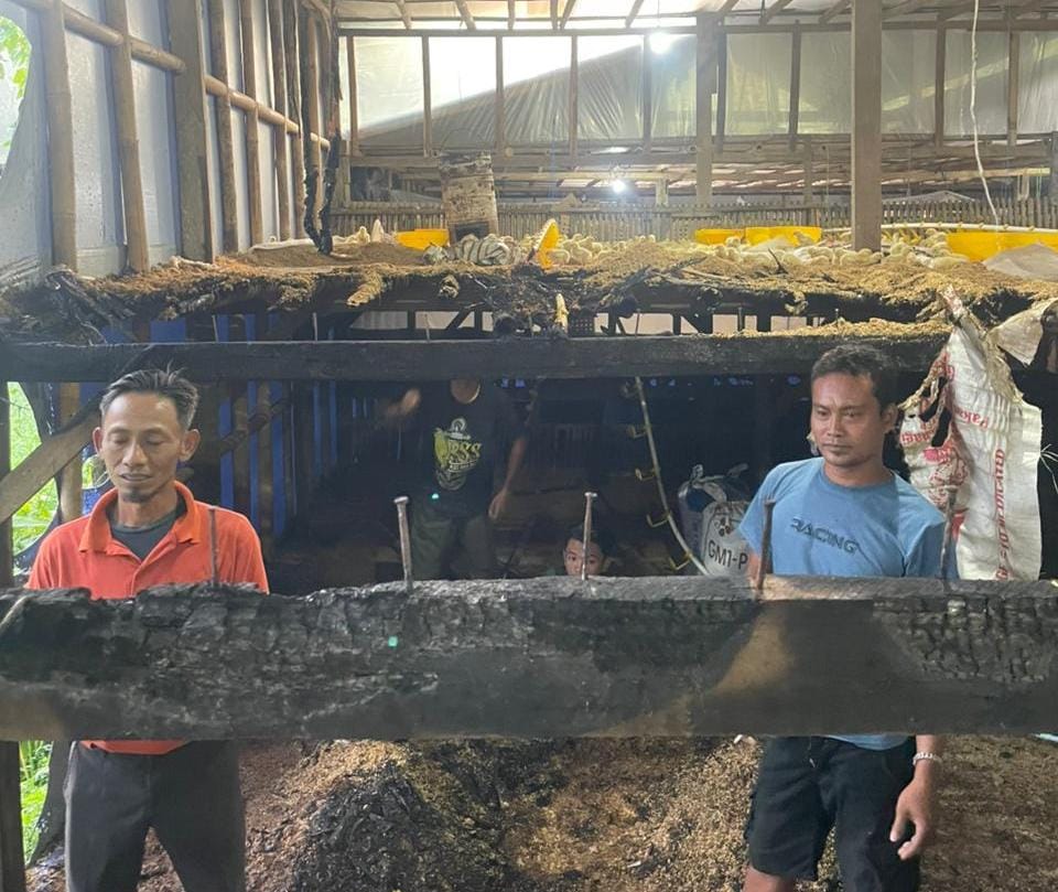Kandang ayam milik Deni Budiharjo di Dusun Jatirejo RT 02/RW 05, Desa Pandan, Kecamatan Slogohimo terbakar, Rabu (4/3/2026) subuh.