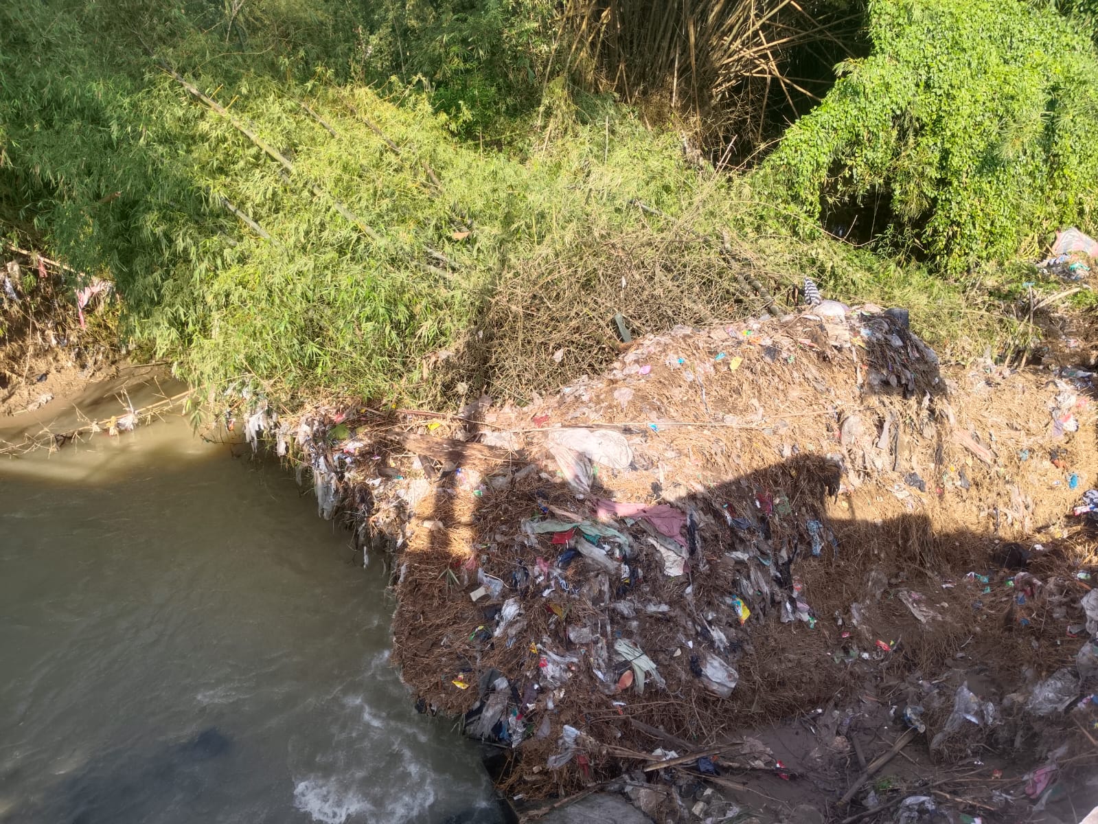 Rumpun bambu yang menyumbat Sungai Siluwur di Dusun Ngentak RT 001 RW 009, Desa Karangwuni, Kecamatan Weru, Sukoharjo.
