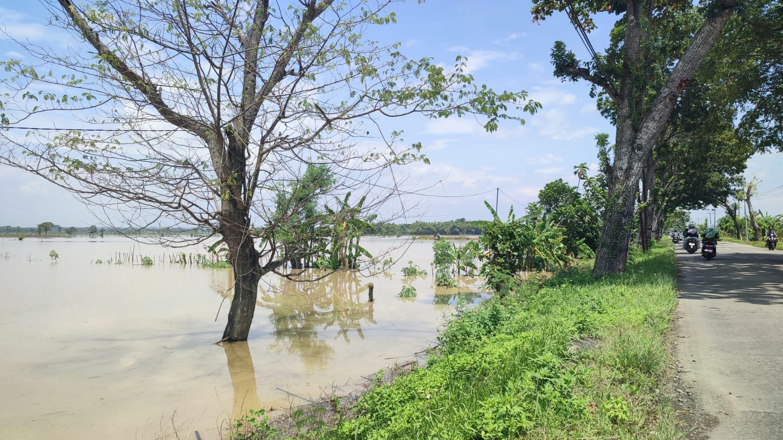 Lahan persawahan di Dea Jono, Kecamatan Tanon, Sragen yang terendam banjir. (Ahmad Khairudin/Radar Solo)
