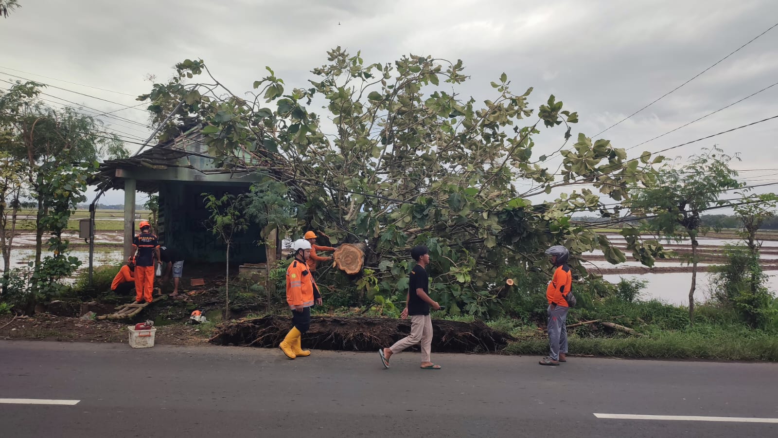 Relawan gabungan mengevakuasi pohon tumbang menimpa kabel listrik di Sragen. (Ahmad Khairudin/Radar Solo)