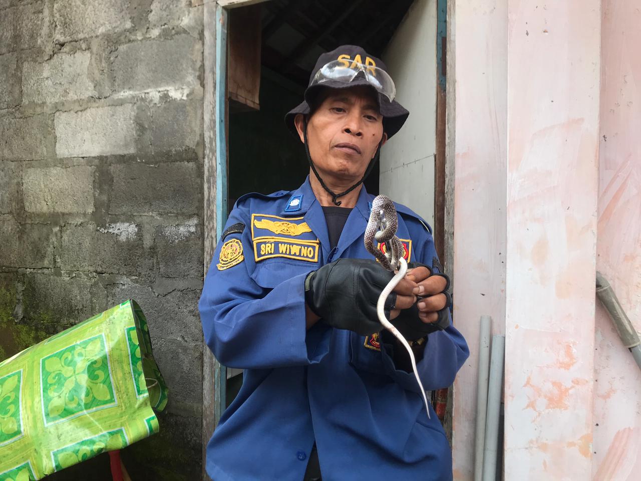 Personel Damkar Boyolali tunjukkan ular yang dievakuasi dari kompleks TK Negeri Pembina, Desa Karanggeneng, Kecamatan Boyolali, Selasa (10/3/2026).