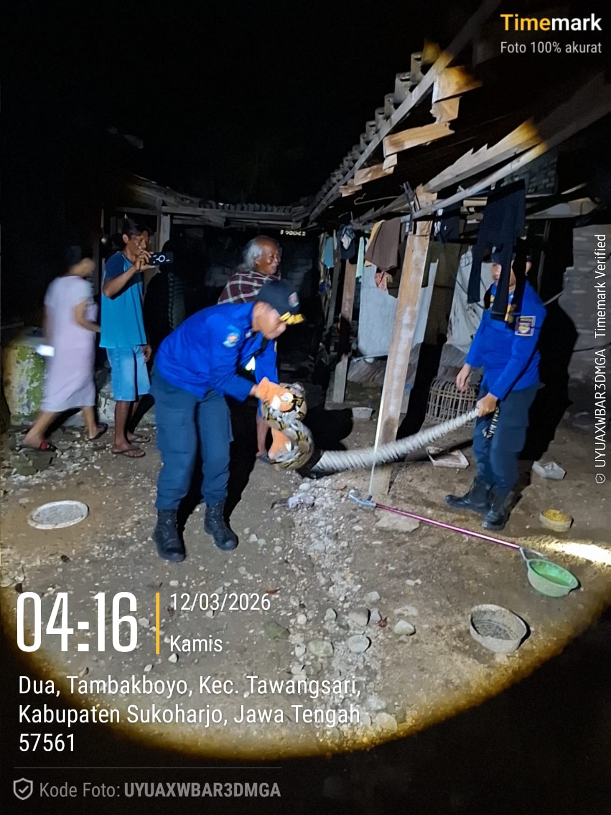 Petugas Damkar Satpol PP Sukoharjo evakuasi ular piton sepanjang lebih dari 3 meter di kandang ternak warga di Desa Tambakboyo, Kecamatan Tawangsari, Kamis (12/3) dini hari.