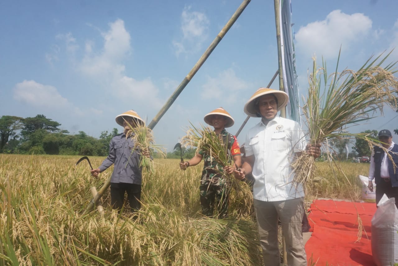 Wakil Ketua Komisi IV DPR RI Abdul Kharis Almasyhari saat melakukan panen raya di Desa Wonosari, Kecamatan Trucuk, Klaten.