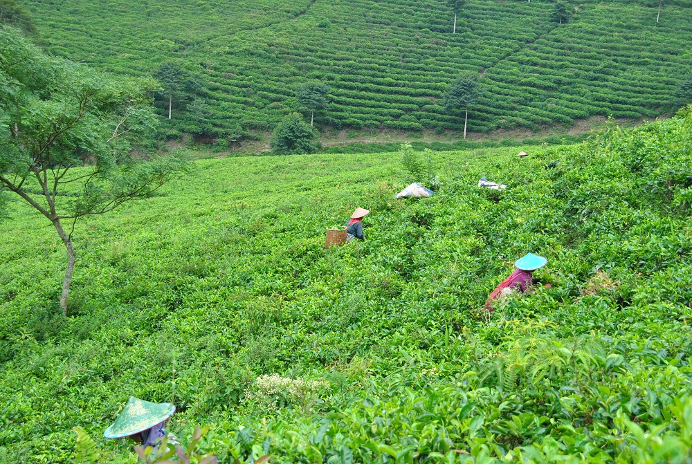 Kebun teh Kemuning di Kecamatan Ngargoyoso dan Kecamatan Jenawi, Kabupaten Karanganyar. (Adi Prasetyawan/Radar Solo)