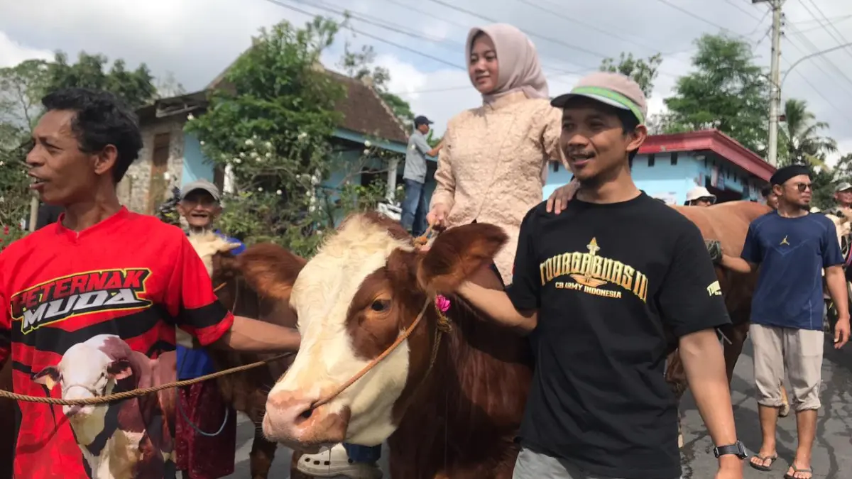 Unik! Tradisi Lebaran Sapi di Musuk Boyolali, Ratusan Ternak Diarak Keliling Kampung (ARIEF BUDIMAN/RADAR SOLO)