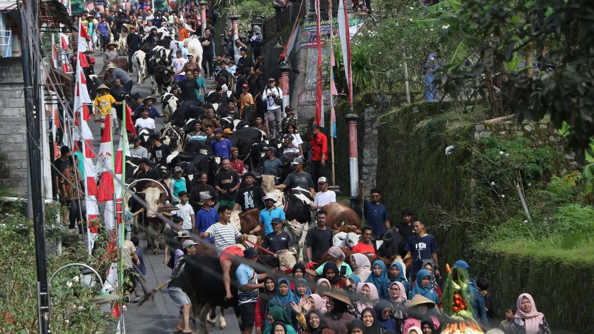 Warga Sruni di Boyolali mengarak ternak keliling kampung dalam tradisi Bakdan Sapi, Sabtu (28/3/2026). (Arief Budiman/Radar Solo)