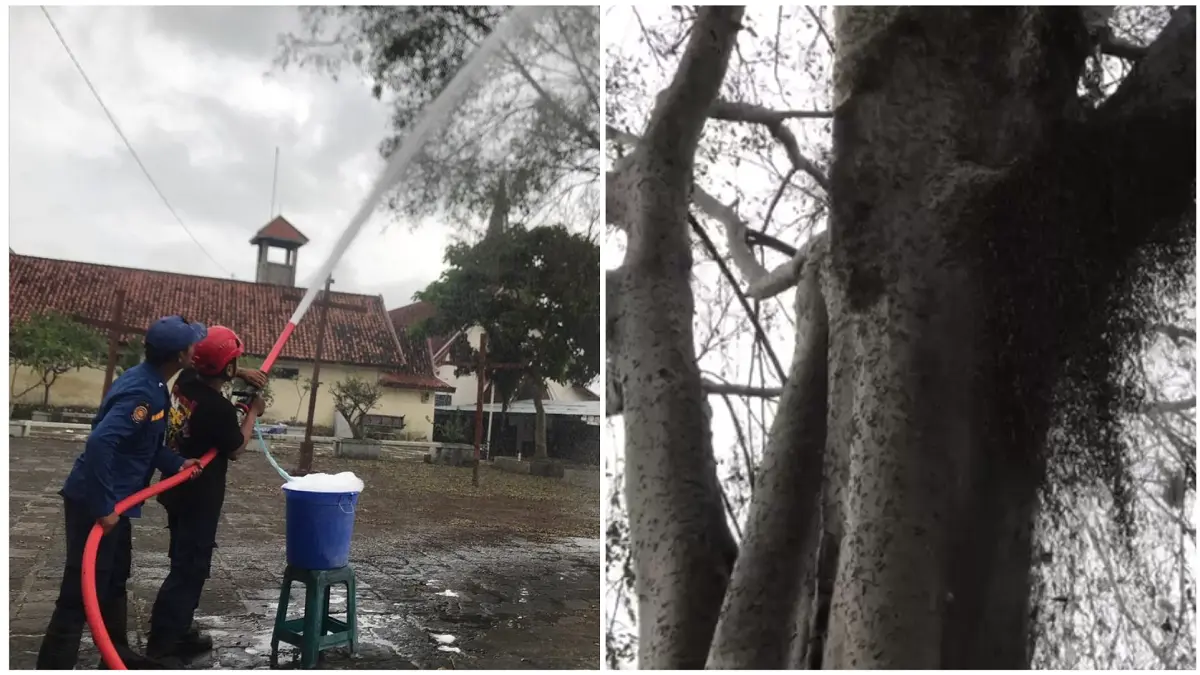 Petugas Damkar Boyolali semprotkan disinfektan dicampur busa ke arah pohon yang jadi sarang ulat bulu di kawasan Gereja Katolik Hati Tak Bernoda Santa Perawan Maria Boyolali, Senin (30/3/2026). (Abdul Khofid/Radar Solo)