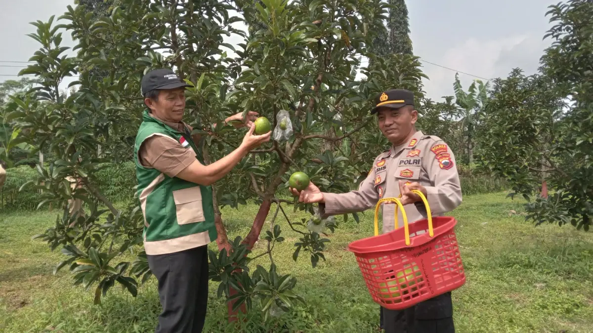 Panen alpukat miki di Dusun Wonosari, Desa/Kecamatan Polokarto, Sukoharjo, Selasa (31/3).