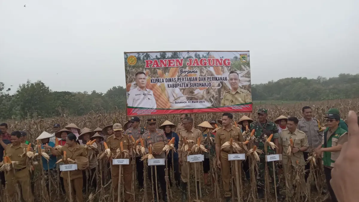 Panen raya jagung pakan di lahan Desa Rejosari, Kecamatan Polokarto, Sukoharjo, Selasa (31/3) menghasilkan 10-12 ton per hektare.