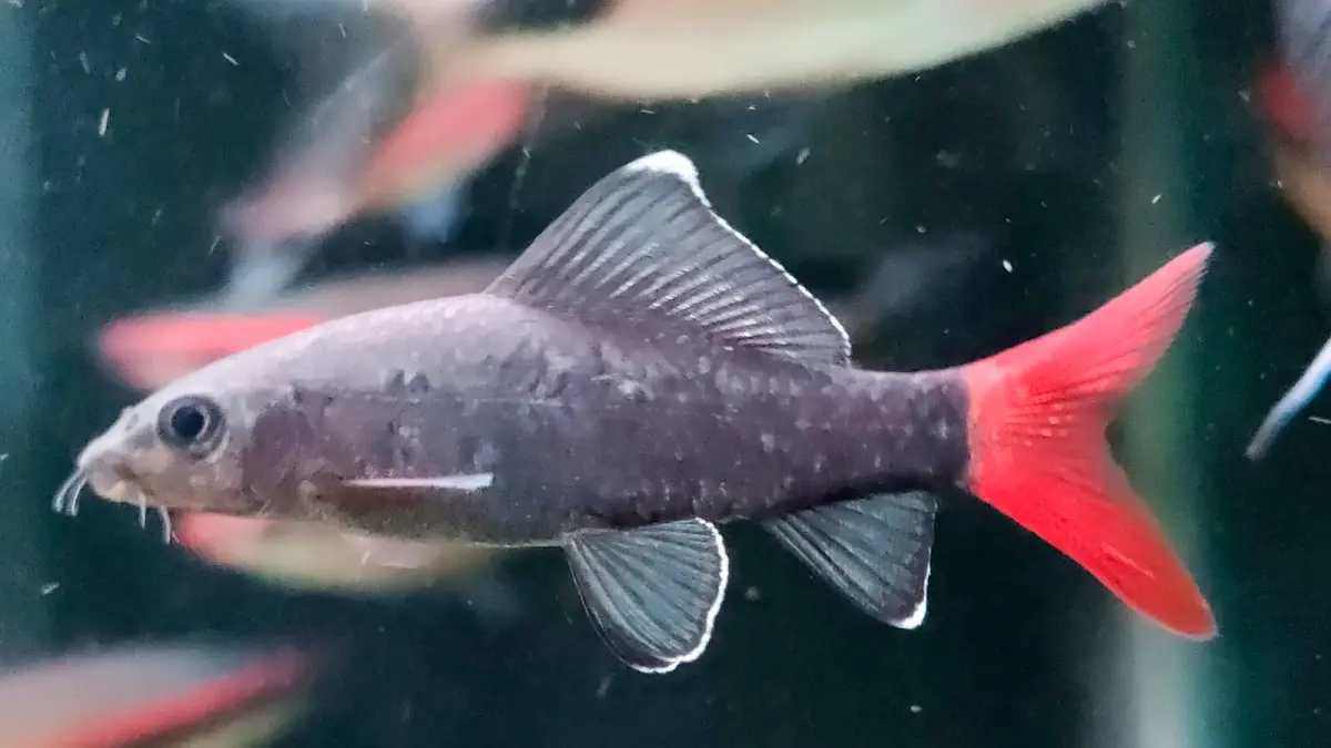 Fish Red Tail Shark bisa ditempatkan di akuarium dengan ikan jenis lainnya. (Silvester Kurniawan/Radar Solo)