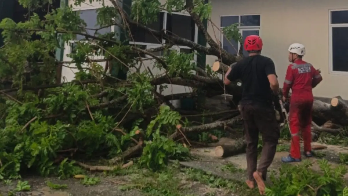 Hujan disertai angin kencang menyebabkan pohon di sejumlah wilayah di Sukoharjo tumbang, Senin (6/4/2026). (Iwan Kawul/Radar Solo)