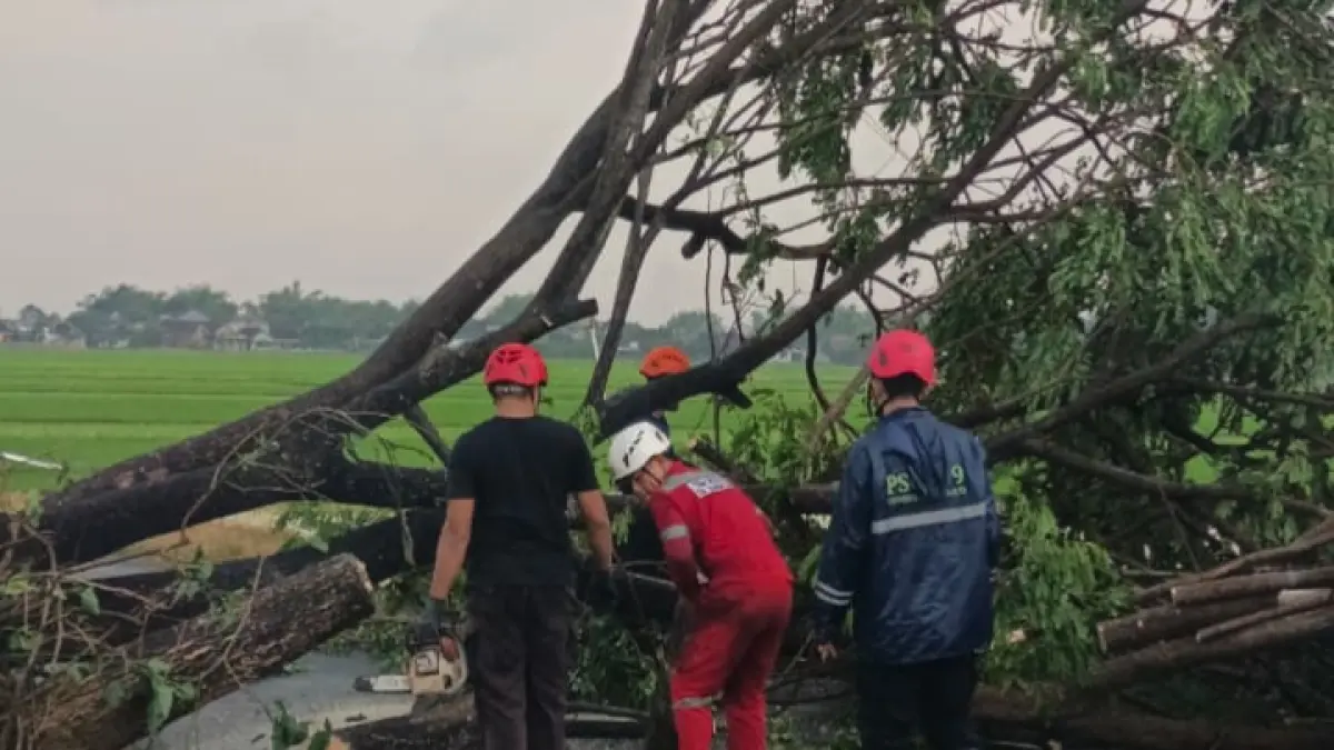 Penanganan pohon tumbang akibat hujan deras disertai angin kencang yang melanda Kabupaten Sukoharjo, Senin sore (6/4). IWAN KAWUL/RADAR SOLO) 
