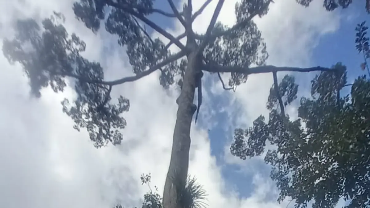 Langkah AK Woods didorong oleh kebutuhan bahan baku kayu dari hutan alam yang dikelola secara bertanggung jawab.