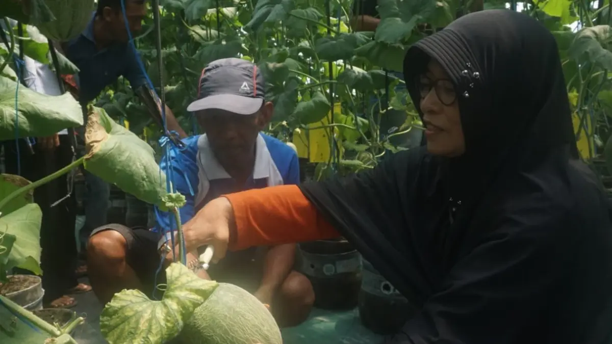 Sejumlah wisatawan petik buah melon di green house yang dikembangkan oleh Badan Usaha Milik Desa (BUMDes) Maju Makmur Ketitang, Juwiring). (ANGGA PURENDA/RADAR SOLO) 
