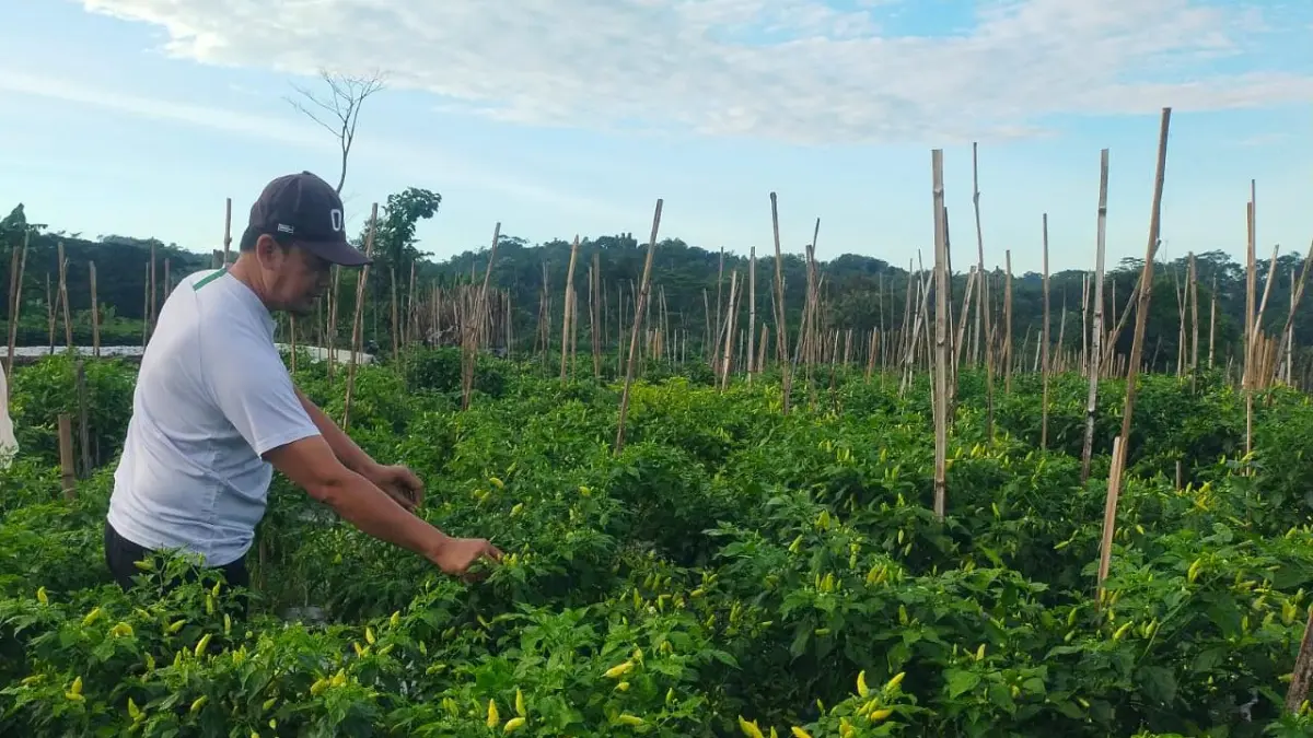 Anggota DPRD Karanganyar Setiawan Dibroto menunjukan hasil pertanian ditahan persawahan di wilayah Matesih, Karanganyar. (Rudi Hartono/Radar Solo)