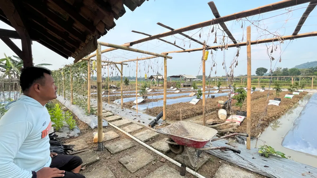 Pertanian dengan sistem holtikultura di Selogiri, Wonogiri. (IWAN ADI/RADAR SOLO)