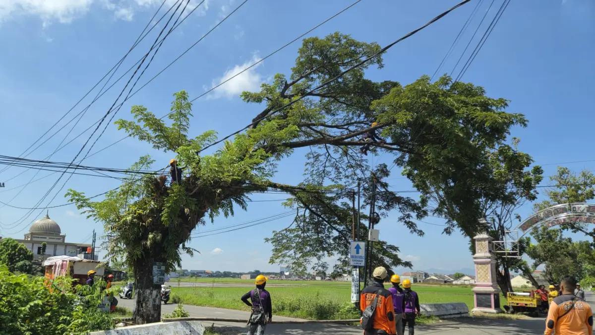 Petugas BPBD Sukoharjo menebang pohon berusia tua yang rawan tumbang di Kampung Setra, Kelurahan Bulakrejo, Kecamatan Sukoharjo Kota, Senin (13/4). (IWAN KAWUL/RADAR SOLO)