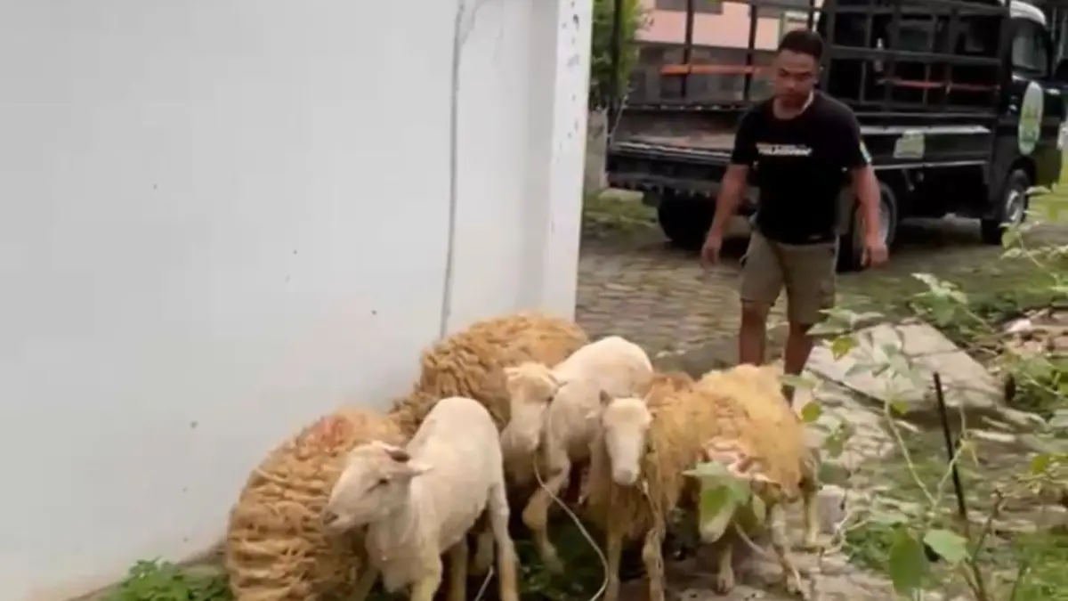 Domba dari peternak lokal akan disembelih untuk menu MBG oleh SPPG Bakalan, Polokarto, Sukoharjo. (IWAN KAWUL/RADAR SOLO)