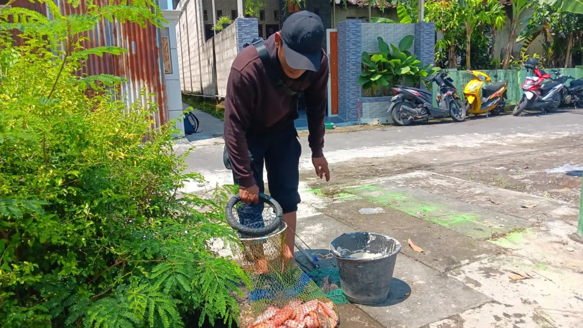 Ikan nila hasil tangkapan pemacing. Ikan-ikan itu hanyut terbawa banjir ke area persawahan di Desa Kingkang, Kecamatan Wonosari, Klaten. (Angga Purenda/Radar Solo)