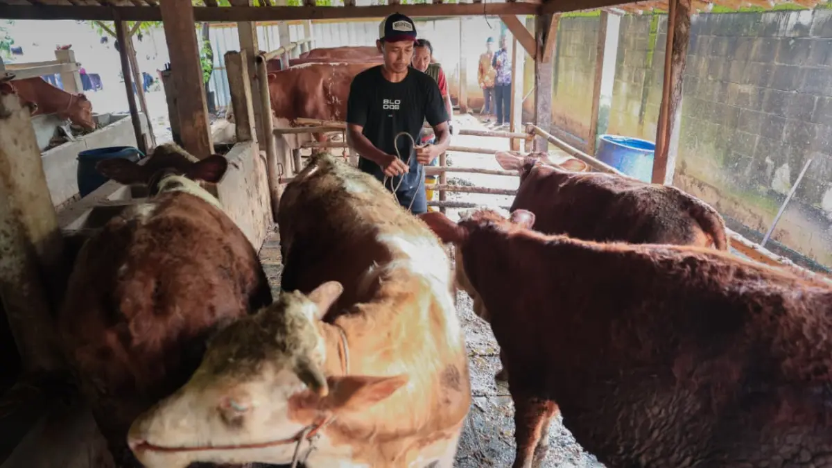 Peternakan sapi di Kalijambe, Sragen. (Humas Pemprov Jateng)