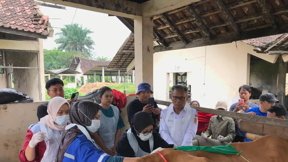 Seekor sapi milik Pemkab Sukoharjo melahirkan lewat operasi sesar di Kelurahan Bagajah, Kecamatan Sukoharjo Kota, Selasa (21/4). (IWAN KAWUL/RADAR SOLO) 