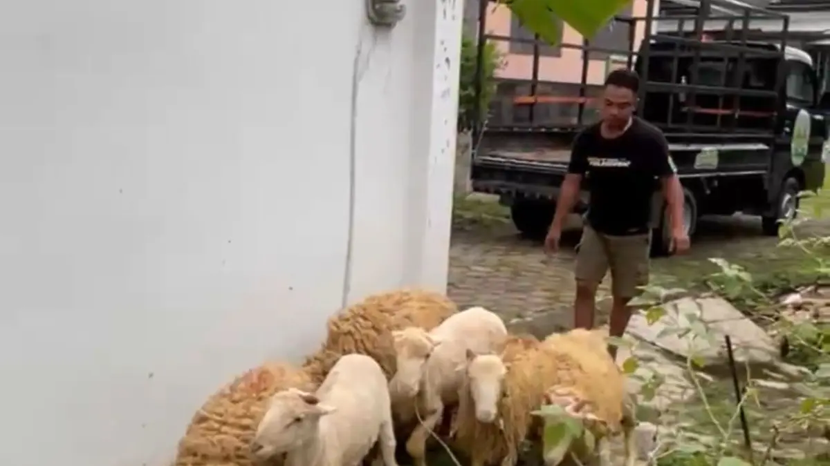 Peternak kambing dan domba di Kecamatan Nguter, Sukoharjo pilih mengurangi stok dagangan jelang Idul Adha 1447 Hijriah. (Iwan Kawul/Radar Solo) 