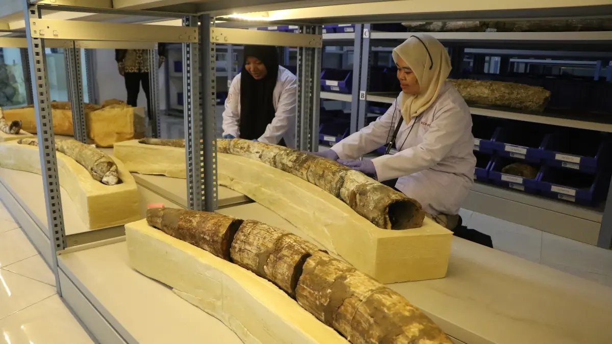 Fosil purbakala Museum Sangiran. (Arief Budiman/Radar Solo)
