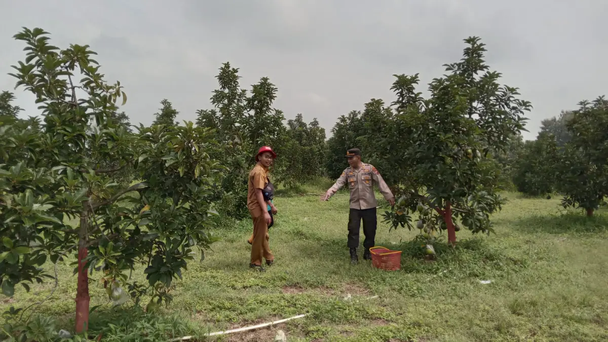 Kebun alpukat miki yang dibudi daya di Desa Polokarto, Sukoharjo. (Dok. Pemdes Polokarto).