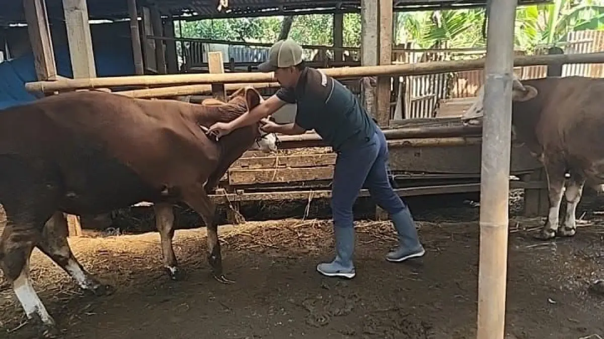 Vaksinasi dan pengawasan intensif hewan ternak dilakukan untuk membentengi wilayah Boyolali dari ancaman penyakit menular seperti Penyakit Mulut dan Kuku , Lumpy Skin Disease, hingga Anthrax. (ISTIMEWA)