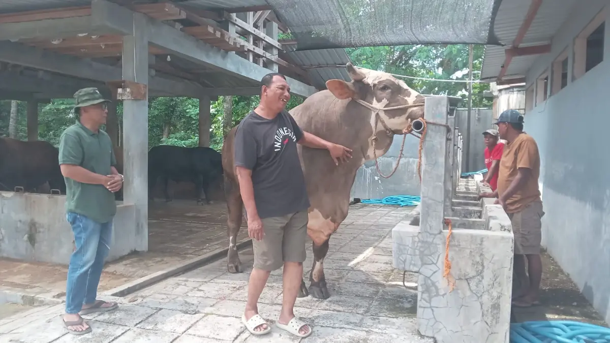 Sapi Kurban Presiden Prabowo dari Polokarto, Parikesit Berbobot Lebih dari Satu Ton (IWAN KAWUL/RADAR SOLO)